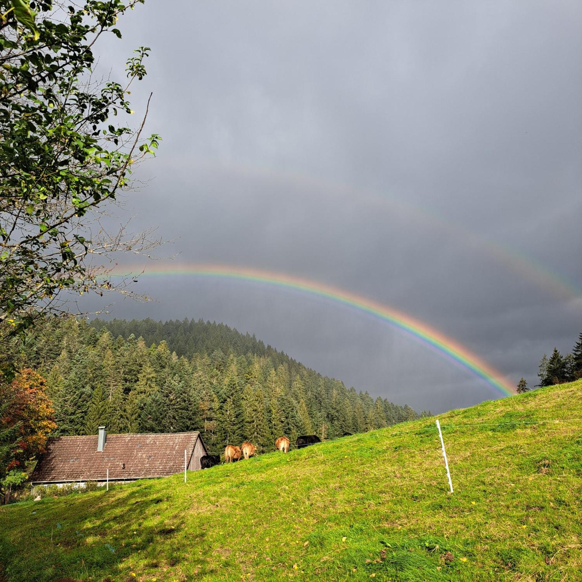 Ferienhaus Schwarzwald Seewald Erzgrube Badesee 100% Natur Zewnętrze zdjęcie