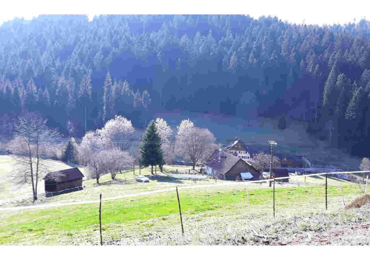 Ferienhaus Schwarzwald Seewald Erzgrube Badesee 100% Natur Zewnętrze zdjęcie